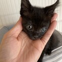 耳がカール　可愛いクロネコちゃん