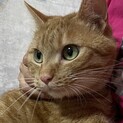 【デカ茶】おかげさまで里親様が決まりました。