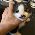 人慣れした性格の良い子猫