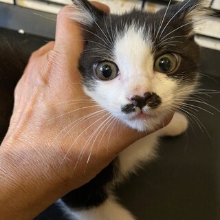 人慣れした性格の良い子猫