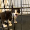 人慣れした性格の良い子猫 サムネイル2
