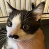 人慣れした性格の良い子猫 サムネイル3