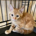 可愛い茶トラの子猫