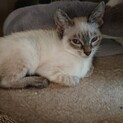 シャムミックスの子猫ルイくん