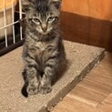 キジトラ子猫のシュウくん