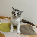 グレーホワイト　子猫　3ヶ月