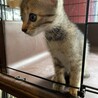 オレンジっぽいキジねこちゃん☆べべ サムネイル2