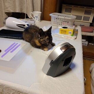 お茶目な置物さん、マスク返してね！