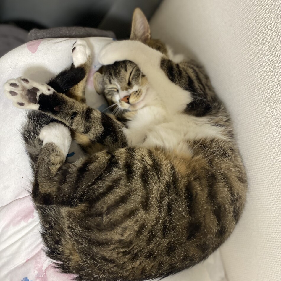 ポム(ぽんちゃん)のカバー写真