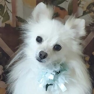 松濤（しょうとう）ずっとそっと寄り添うタイプ❤️