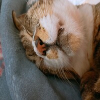 とら
