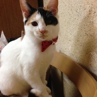 みけ