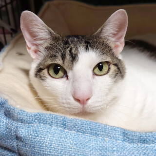 劣悪木箱レスキュー　あさひ(仮)