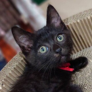 人好き甘えて膝乗り！黒猫女子ココ