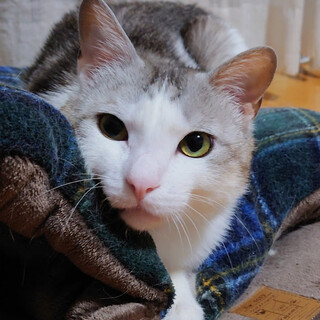 劣悪木箱レスキュー　こはる(仮)