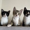 かわいい子猫とママ里親募集中❣️