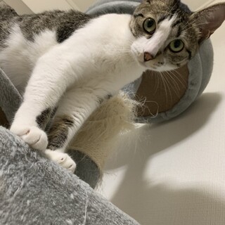 A　キジ白の女の子・美人さん・約１歳 (^^♪