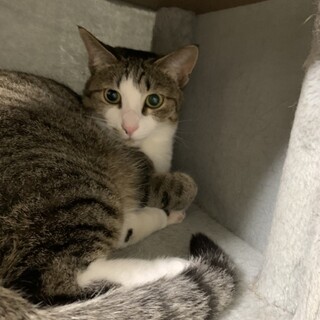 B キジ白の女の子・美人さん・約１歳