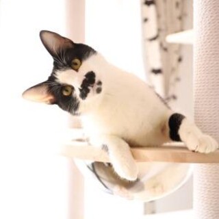 クック♡すりすりあまえんぼう、フレンドリーな子です