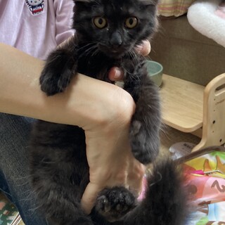 募集停止ノワールちゃん