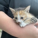 6月6日生まれ　残り1匹三毛猫ちゃんの行き先募集