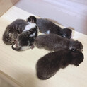 子猫5匹中の4番目ちゃん