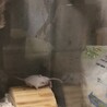 ハツカネズミ　 サムネイル2