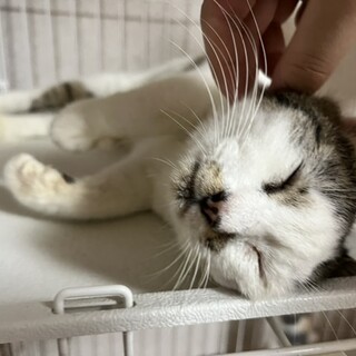 子猫より構ってちゃんなママ猫