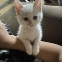 【決まりました】生後1ヶ月半の子猫①