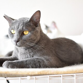 眼光マフィアですがゴロスリです ゼルくん