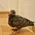 ハトの雛の里親募集