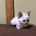 【決まりました】生後1ヶ月半の子猫③