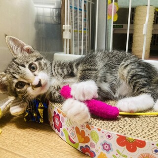 白ソックスの甘えん坊くん