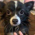 【募集一時停止】　パピチワ？　うーたん