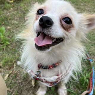 チワワ　るか♂