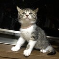 【決まりました】生後1ヶ月半の子猫④
