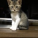 【決まりました】生後1ヶ月半の子猫⑤