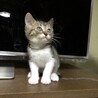 【決まりました】生後1ヶ月半の子猫⑤ サムネイル2