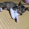 【決まりました】生後1ヶ月半の子猫⑤ サムネイル3