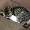 【決まりました】生後1ヶ月半の子猫⑤ サムネイル4