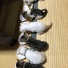 【決まりました】生後1ヶ月半の子猫⑤ サムネイル5