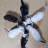 【決まりました】生後1ヶ月半の子猫⑤ サムネイル6