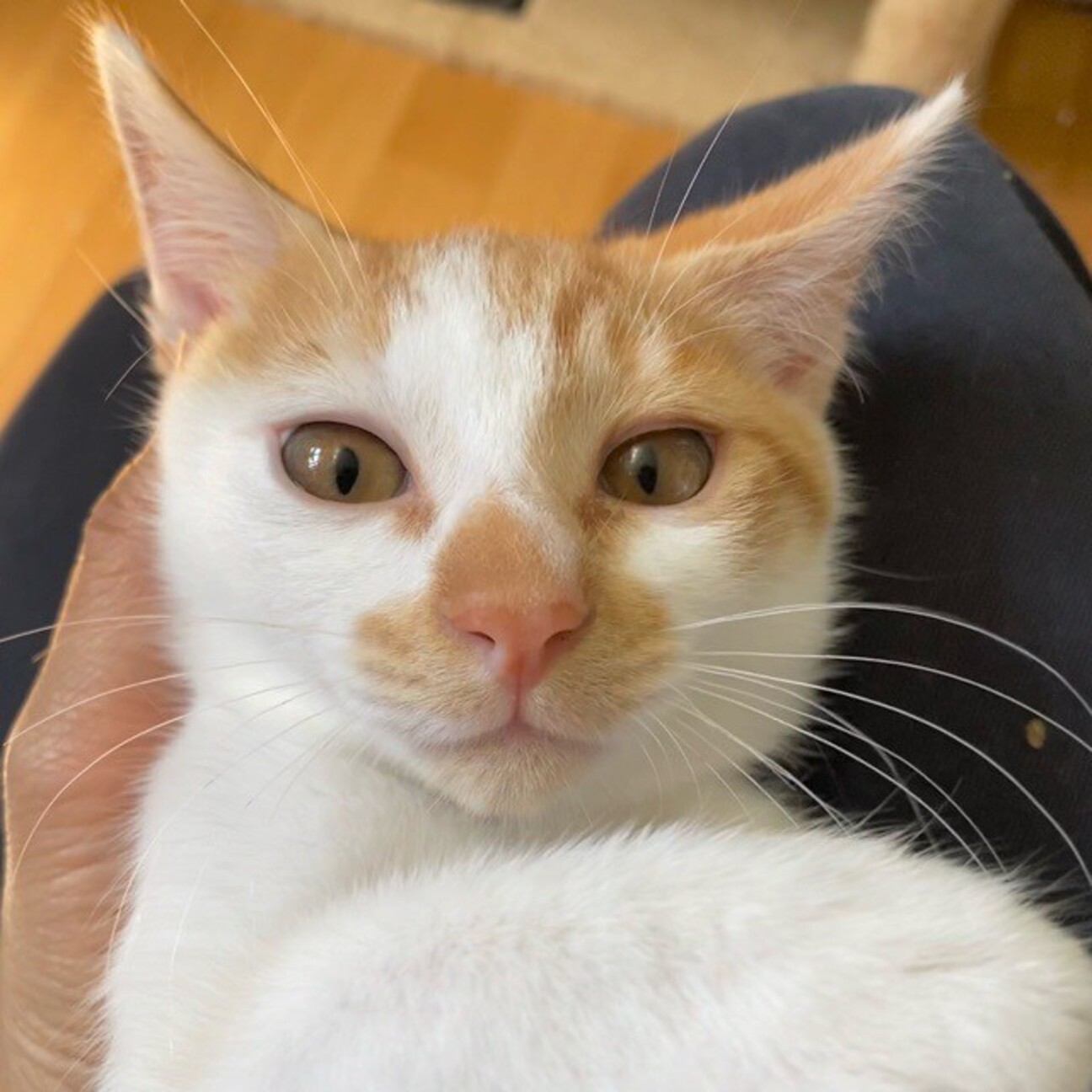 好奇心旺盛でお茶目な カ 大阪府 猫の里親募集 4141 ペットのおうち 月間利用者150万人