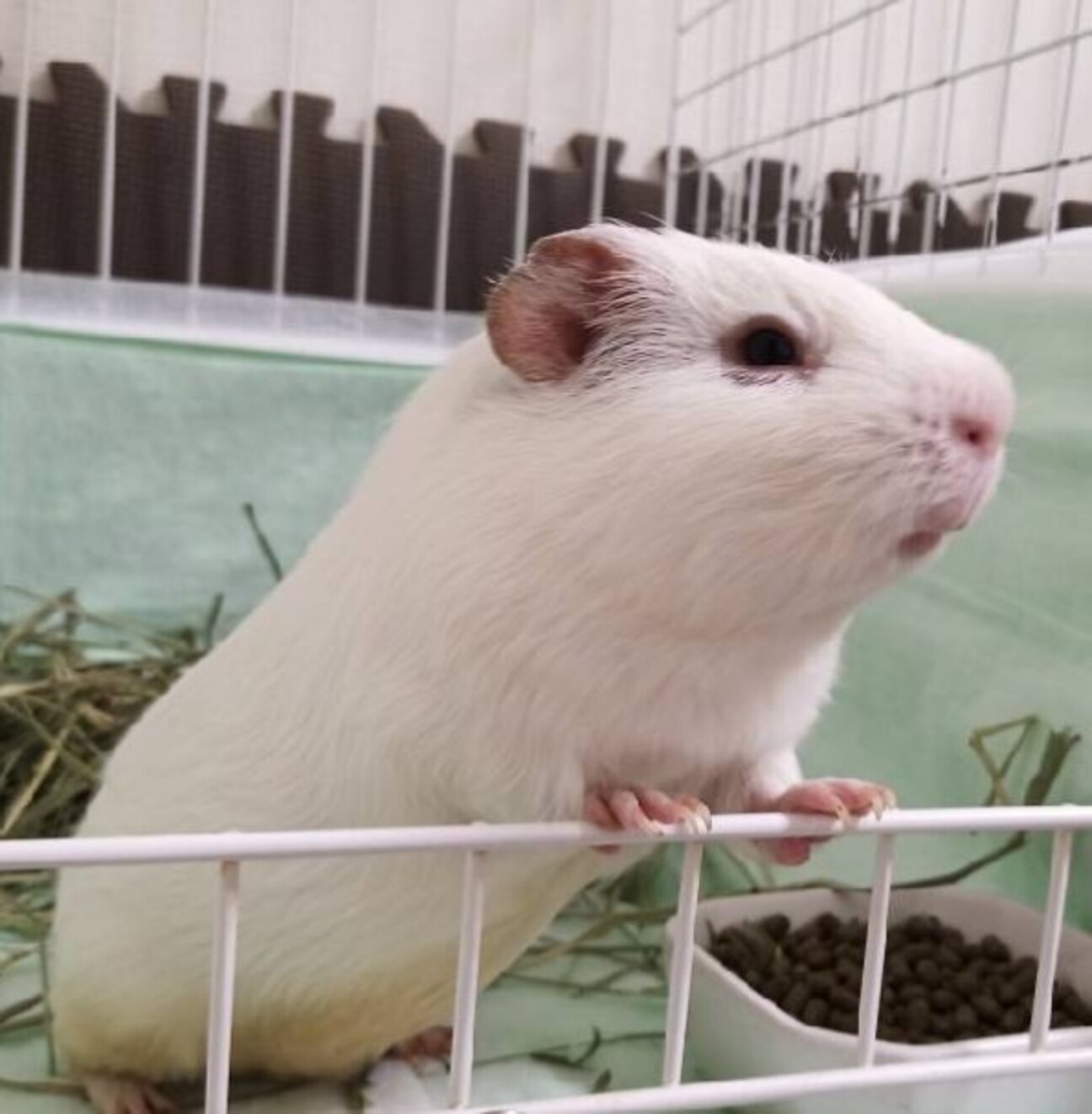 白いモルモット 福岡県 小動物の里親募集 4142 ペットのおうち 月間利用者150万人