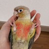 かにかま。