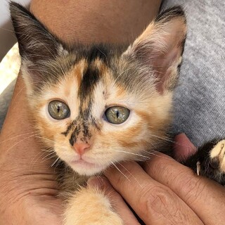 可愛い４兄妹の仔猫、三毛の小春ちゃん！