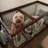 トイプードル（女の子）すっごく元気な甘えんぼさん サムネイル2