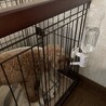 トイプードル（女の子）すっごく元気な甘えんぼさん サムネイル3