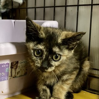 ビビリで大人しくて賢い。THEサビ猫めるちゃん