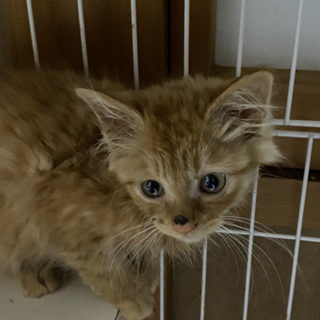 可愛い長毛兄妹、茶トラのぷくちゃん